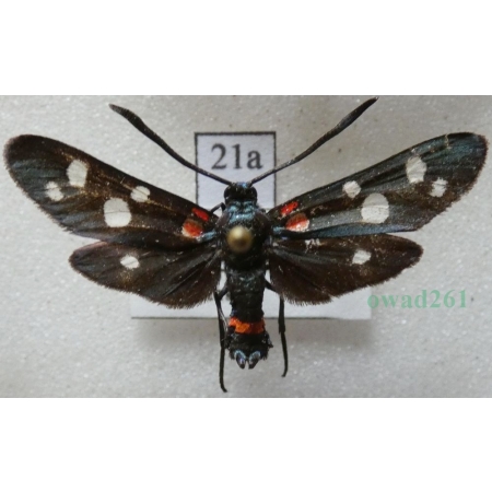 Zygaena ephialtes (Linnaeus, 1767) Kraśnik goryszowiec Czech21a